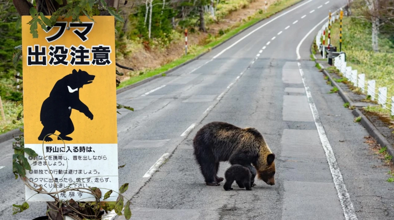 Japonya'da turizmi vuran ayı saldırıları riskine karşı sigorta önlemi
