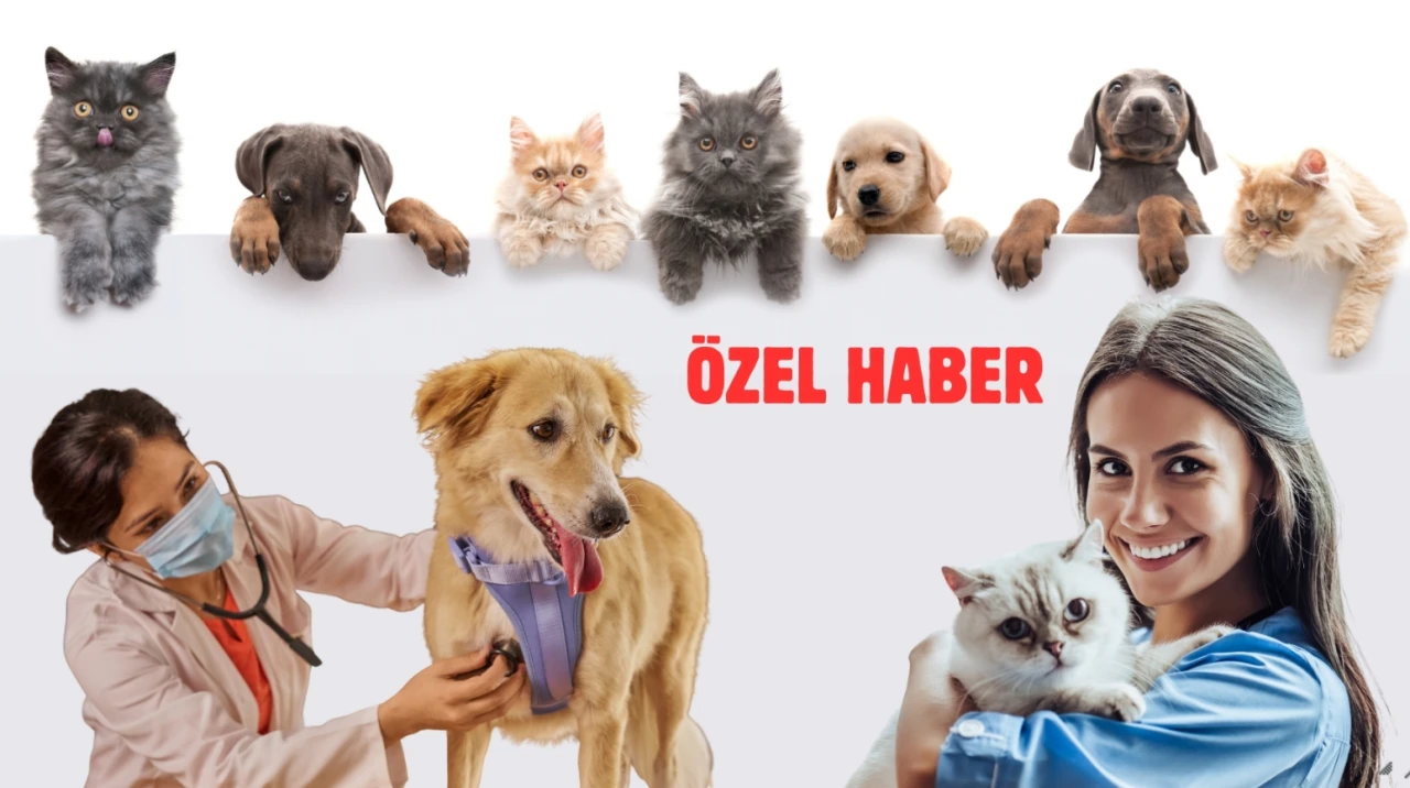 Evcil hayvan sigortası pazarı 2030’da 30 milyar dolara ulaşacak: Türkiye'nin payı binde 1