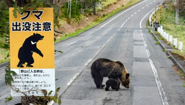 Japonya'da ayı saldırılarına karşı sigorta poliçesi