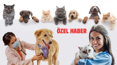 Küresel evcil hayvan sigortası büyüyor, Türkiye geri kalıyor